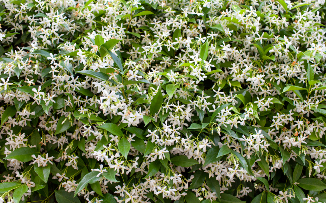 Trachelospermum jasminoides