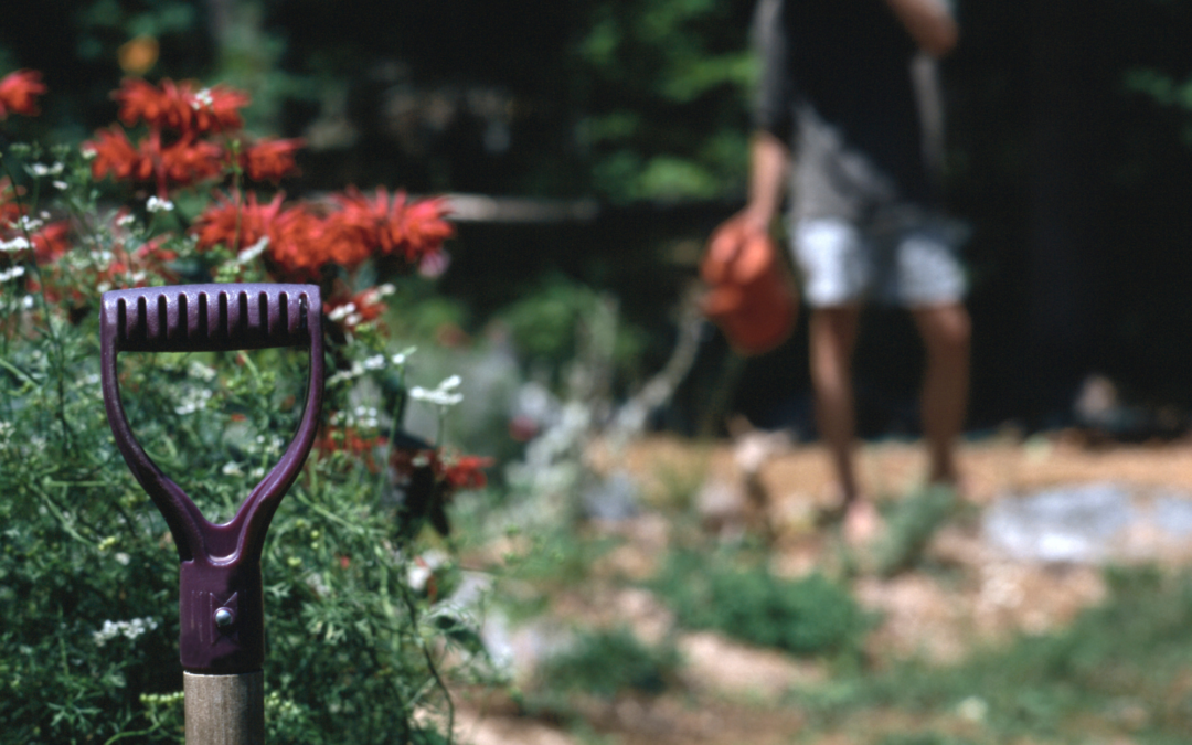 Garden Recovery After a Dry Season