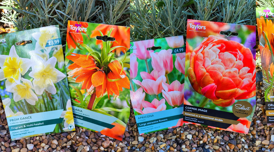 Ready to Plant This Autumn for Next Year’s Colour