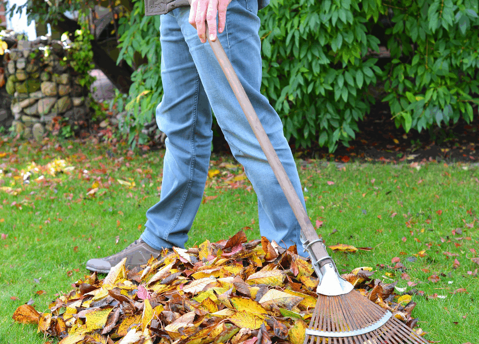 Garden Tidy-Up, Last Bulbs, Winter Colour & Frost Protection