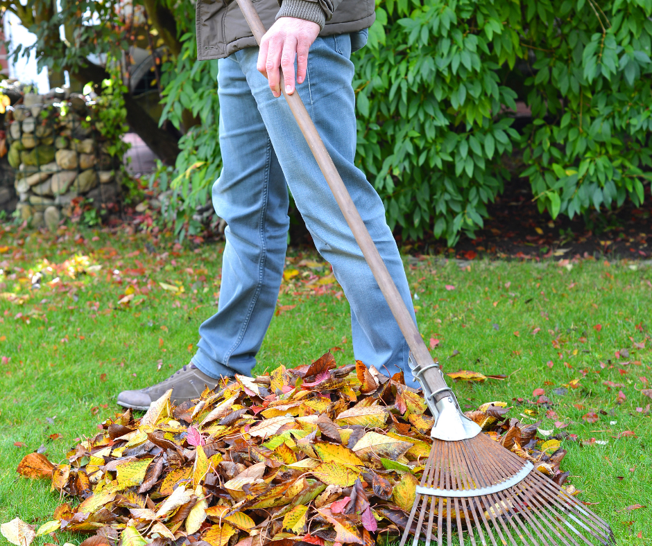 Garden Tidy-Up, Last Bulbs, Winter Colour & Frost Protection - Root One