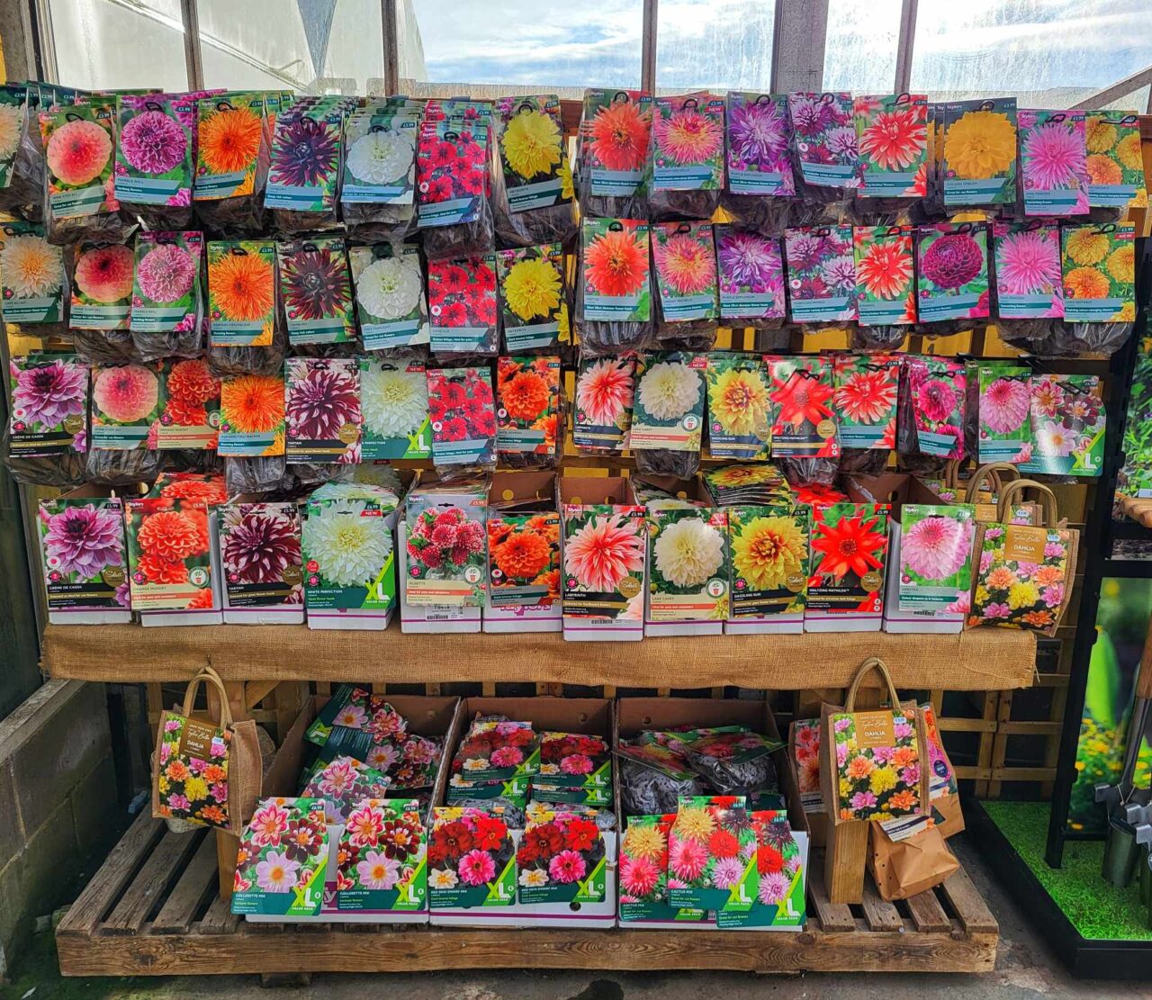 How to Plant Summer Flowering Bulbs - Root One